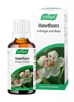 A Vogel Hawthorn Cratagus